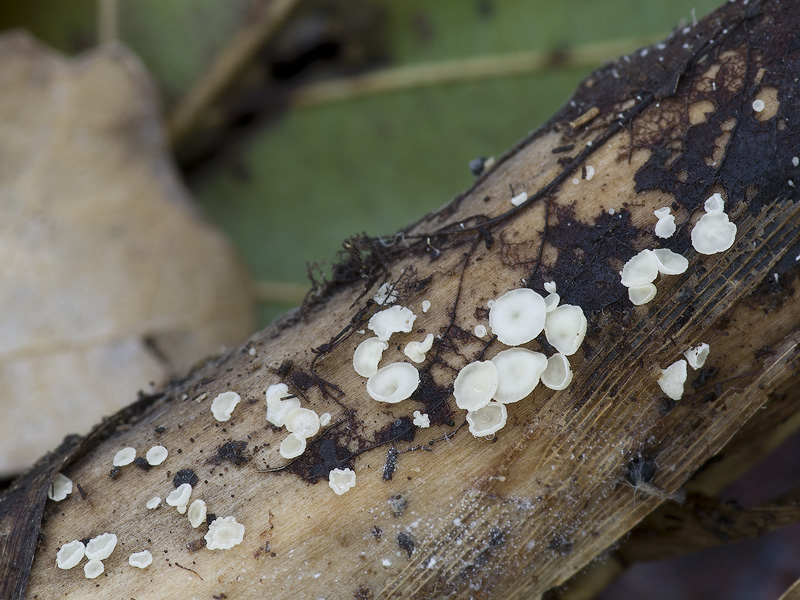 Calycina vulgaris